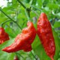 50 PCS Seeds Rare Indian Ghost Chili Pepper Seeds the Hottest Pepper in the World