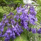 20 PCS Seeds Rare Jacaranda Mimosifolia Tree Bonsai Tree Jacaranda Flower