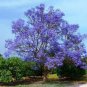 20 PCS Seeds Rare Jacaranda Mimosifolia Tree Bonsai Tree Jacaranda Flower