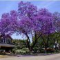 20 PCS Seeds Rare Jacaranda Mimosifolia Tree Bonsai Tree Jacaranda Flower