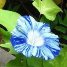 50 PCS Seeds Rare Japan Takii White Blue Stripe Morning Glory Perennial Flower