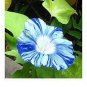 50 PCS Seeds Rare Japan Takii White Blue Stripe Morning Glory Perennial Flower