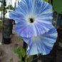 50 PCS Seeds Rare Japan Takii White Blue Stripe Morning Glory Perennial Flower