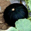 8 PCS Seeds Rare Japanese Black Pumpkin Organic Non-gmo Heirloom Vegetables 8 PCS Seeds Rare Japanese Black Pumpkin Organic Non-gmo Heirloom Vegetables