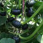 8 PCS Seeds Rare Japanese Black Pumpkin Organic Non-gmo Heirloom Vegetables