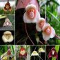 100 PCS Seeds Rare Japanese Monkey face Orchid
