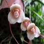 100 PCS Seeds Rare Japanese Monkey face Orchid