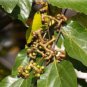 100 PCS Seeds Rare Japanese Raisin Tree