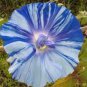 50 PCS Seeds Rare Japan Takii White Blue Stripe Morning Glory Perennial Flower
