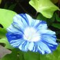 50 PCS Seeds Rare Japan Takii White Blue Stripe Morning Glory Perennial Flower
