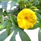 50 PCS Seeds Rare Japanese Takii Yellow Morning Glory Garden Climbing Flower 50 PCS Seeds Rare Japanese Takii Yellow Morning Glory Garden Climbing Flower