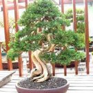 100 PCS Seeds Rare Japanese Zebrina Pendula Schnizl Bonsai Indoor Bonsa 100 PCS Seeds Rare Japanese Zebrina Pendula Schnizl Bonsai Indoor Bonsa