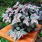 100 PCS Seeds Rare Japanese Zebrina Pendula Schnizl Bonsai Indoor Bonsa
