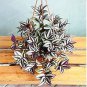 100 PCS Seeds Rare Japanese Zebrina Pendula Schnizl Bonsai Indoor Bonsa