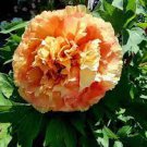 5 PCS Seeds Rare Jin Ge Japanese Tree Peony