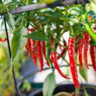 10 PCS Seeds Rare Jintai Red Green Long Hot Chili Pepper 'Hong La 18' F1