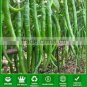 10 PCS Seeds Rare Jintai Red Green Long Hot Chili Pepper 'Hong La 18' F1