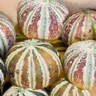10 PCS Seeds Rare Kajari Sweet Melon Fruit