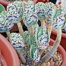 100 PCS Seeds Rare Kalanchoe Marmorata Bonsai Perennial Potted Plant