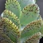 100 PCS Seeds Rare Kalanchoe Marmorata Bonsai Perennial Potted Plant