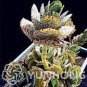 100 PCS Seeds Rare Kalanchoe Marmorata Bonsai Perennial Potted Plant