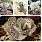 100 PCS Seeds Rare Kalanchoe Marmorata Bonsai Perennial Potted Plant