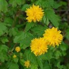 50 PCS Seeds Rare Kerria Japonica