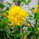 50 PCS Seeds Rare Kerria Japonica Bonsai Flower Plant for Home Garden Kerria Japonica Plant