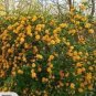 50 PCS Seeds Rare Kerria Japonica Bonsai Flower Plant for Home Garden Kerria Japonica Plant