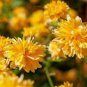50 PCS Seeds Rare Kerria Japonica Bonsai Flower Plant for Home Garden Kerria Japonica Plant