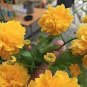 50 PCS Seeds Rare Kerria Japonica Bonsai Flower Plant for Home Garden Kerria Japonica Plant