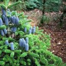 100 PCS Seeds Rare Korean Fir,Abies Koreana Bonsai Tree Ornamental Bonsai Flower 100 PCS Seeds Rare Korean Fir,Abies Koreana Bonsai Tree Ornamental Bonsai Flower