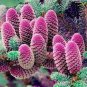 100 PCS Seeds Rare Korean Fir,Abies Koreana Bonsai Tree Ornamental Bonsai Flower