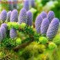 100 PCS Seeds Rare Korean Fir,Abies Koreana Bonsai Tree Ornamental Bonsai Flower