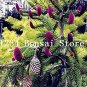 100 PCS Seeds Rare Korean Fir,Abies Koreana Bonsai Tree Ornamental Bonsai Flower