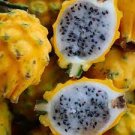 30 PCS Seeds Rare Large Yellow Dragon Fruit Pitaya Organic 30 PCS Seeds Rare Large Yellow Dragon Fruit Pitaya Organic