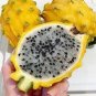 30 PCS Seeds Rare Large Yellow Dragon Fruit Pitaya Organic