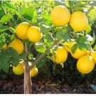 20 PCS Seeds Rare Lemon balcony patio potted fruit trees planted 20 PCS Seeds Rare Lemon balcony patio potted fruit trees planted