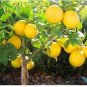 20 PCS Seeds Rare Lemon balcony patio potted fruit trees planted