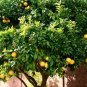 20 PCS Seeds Rare Lemon balcony patio potted fruit trees planted