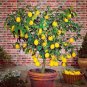 20 PCS Seeds Rare Lemon balcony patio potted fruit trees planted