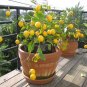 20 PCS Seeds Rare Lemon balcony patio potted fruit trees planted