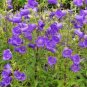50 PCS Seeds Rare Light Dark Purple Campanula Bellflower Flowers