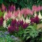 50 PCS Seeds Rare Light Purple Astilbe chinensis Flowers