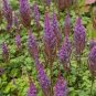 50 PCS Seeds Rare Light Purple Astilbe chinensis Flowers