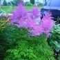 50 PCS Seeds Rare Light Purple Astilbe chinensis Flowers