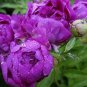 5 PCS Seeds Rare Light Purple Fragrant Peony 'Shuang Bao' Seedling