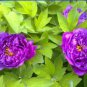 5 PCS Seeds Rare Light Purple Fragrant Peony 'Shuang Bao' Seedling