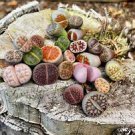 10 PCS Seeds Rare Lithops Hybrid 10 PCS Seeds Rare Lithops Hybrid