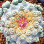 10 PCS Seeds Rare Lithops Hybrid